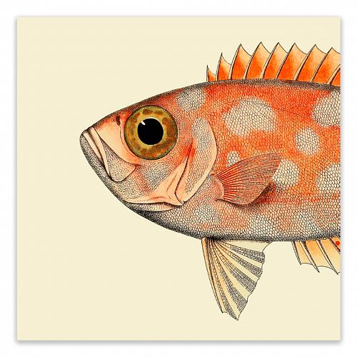 Постер Blotched Bigeye Head The