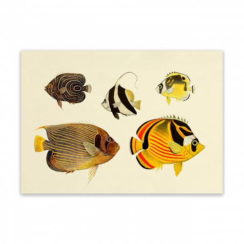 Постер The Fish