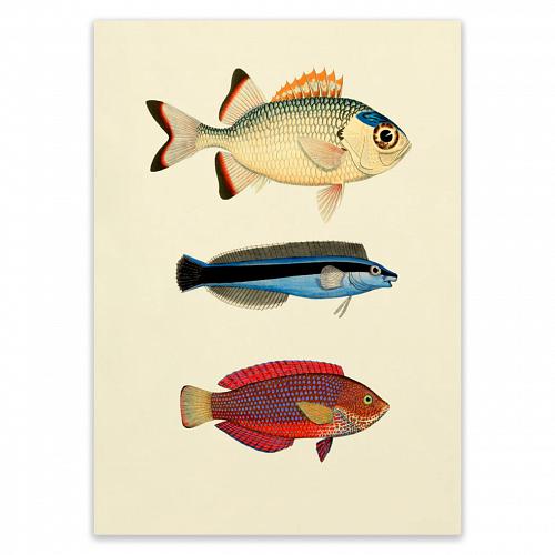 Постер The Fishes